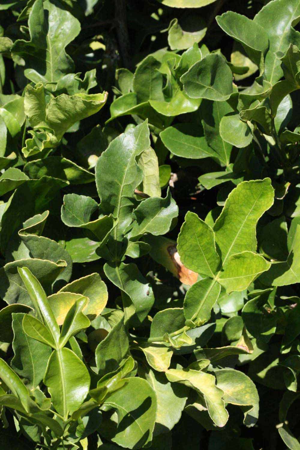              Sun leaves (Riverside, CA)       